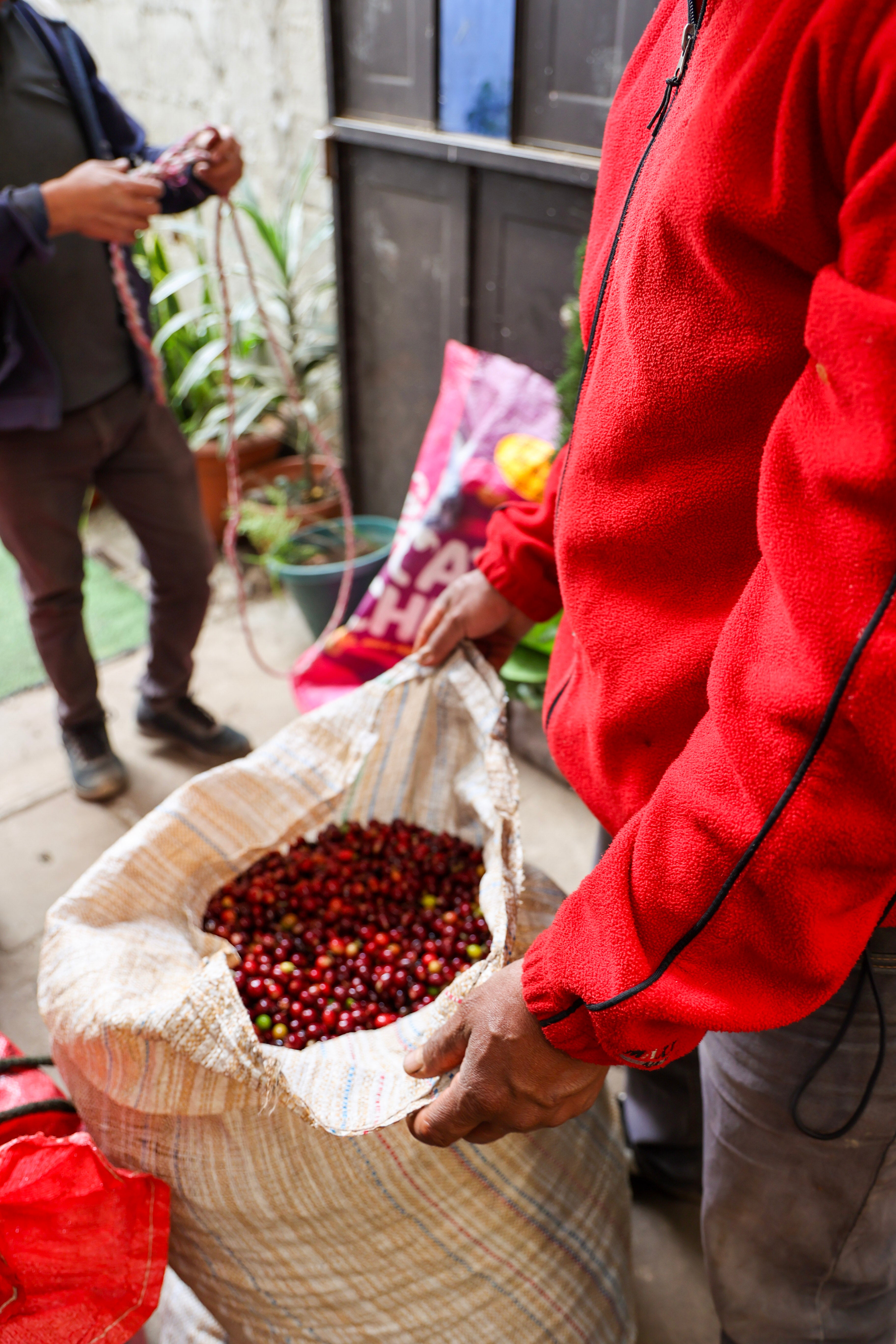 Guatemala - La Armonia Hermosa – Vienna Coffee Company