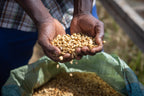 Iyenga | Tanzania