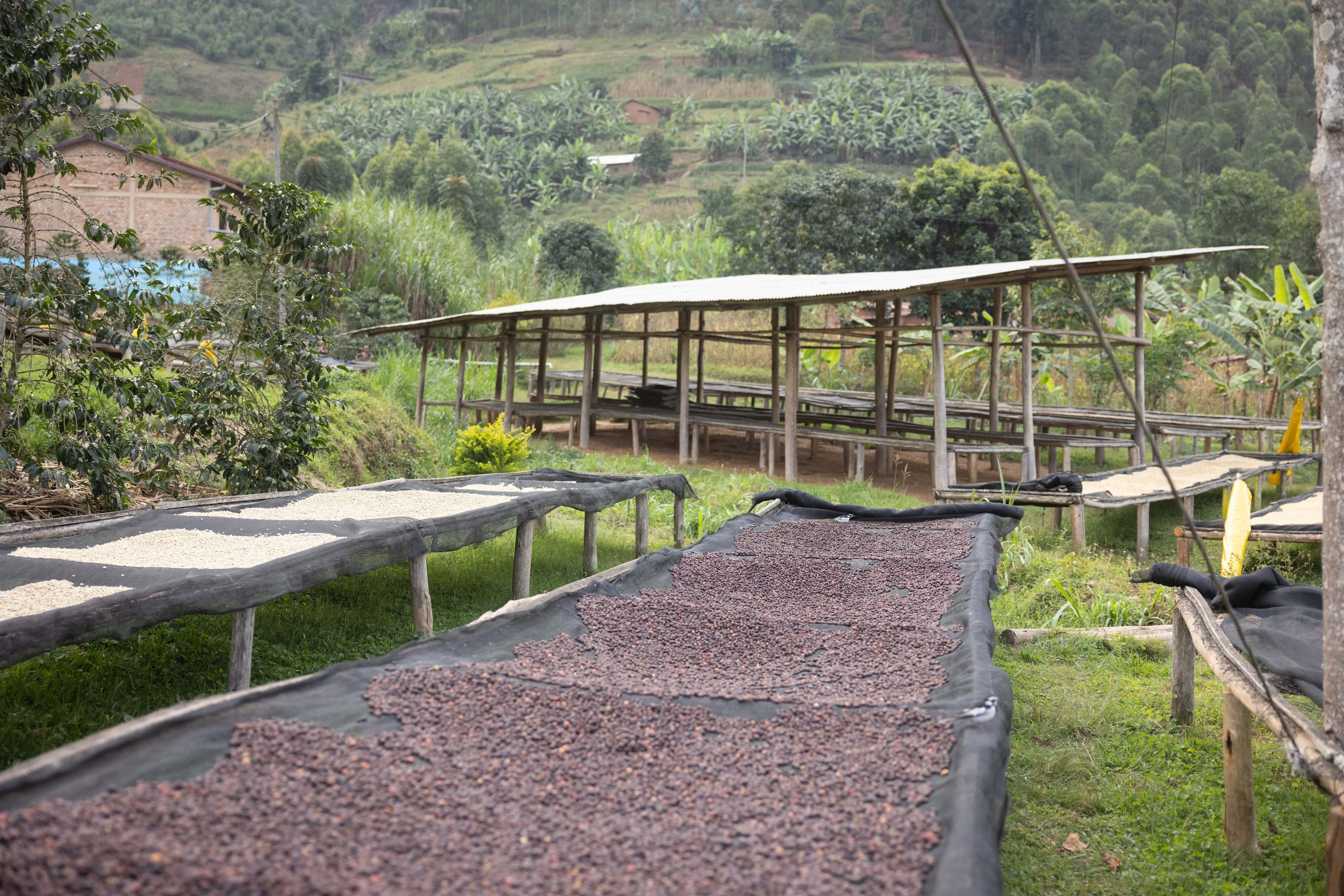 Coffee beans drying on trays outdoors with a wooden shelter and greenery in the background