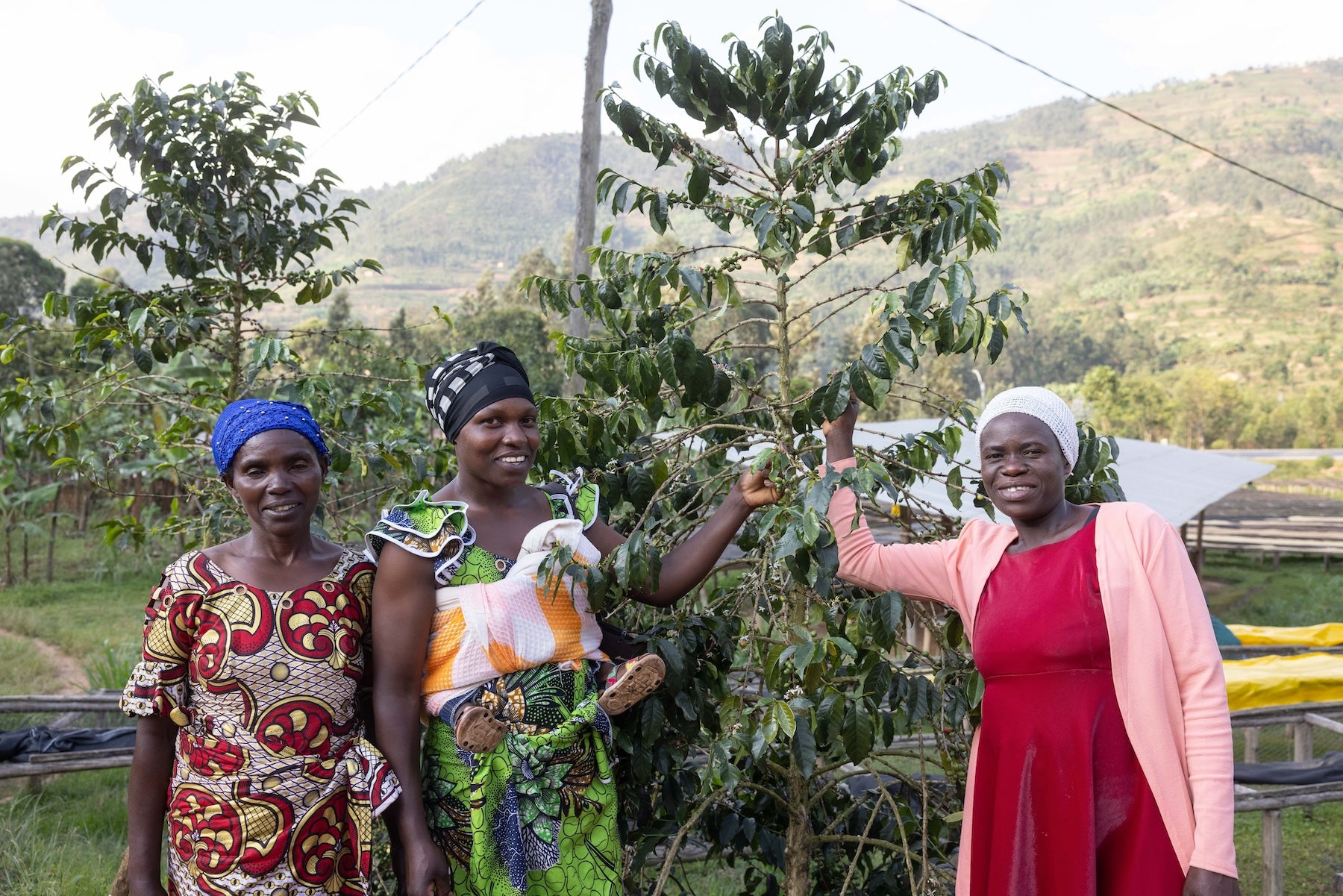 Three women standing next to a coffee tree that has already been picked and mountains in the background in Rwanda