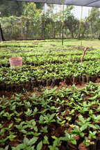 Mwika North | Tanzania